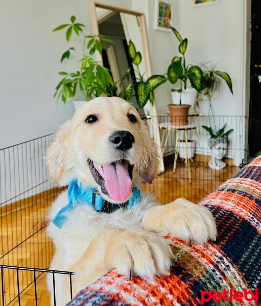 Golden Retriever, Köpek  Maylo fotoğrafı