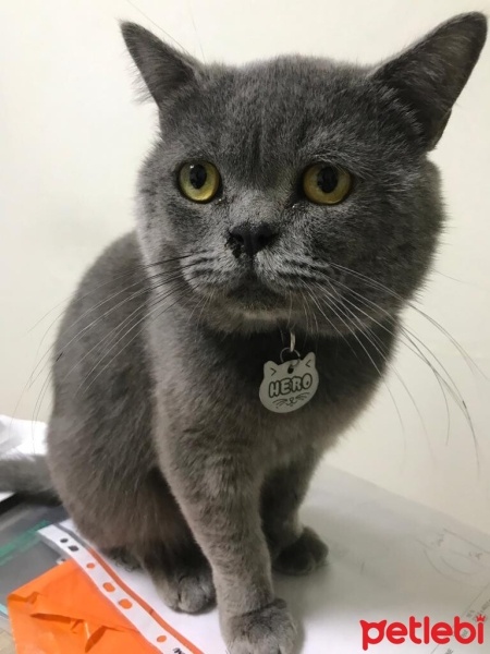 Brazilian Shorthair, Kedi  HERO fotoğrafı