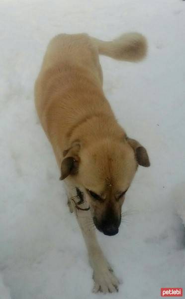 Kangal, Köpek  karabaş fotoğrafı