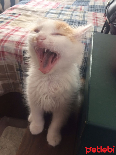 Tekir Kedi, Kedi  Boncuk fotoğrafı
