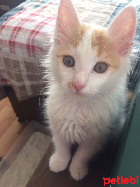 Tekir Kedi, Kedi  Boncuk fotoğrafı