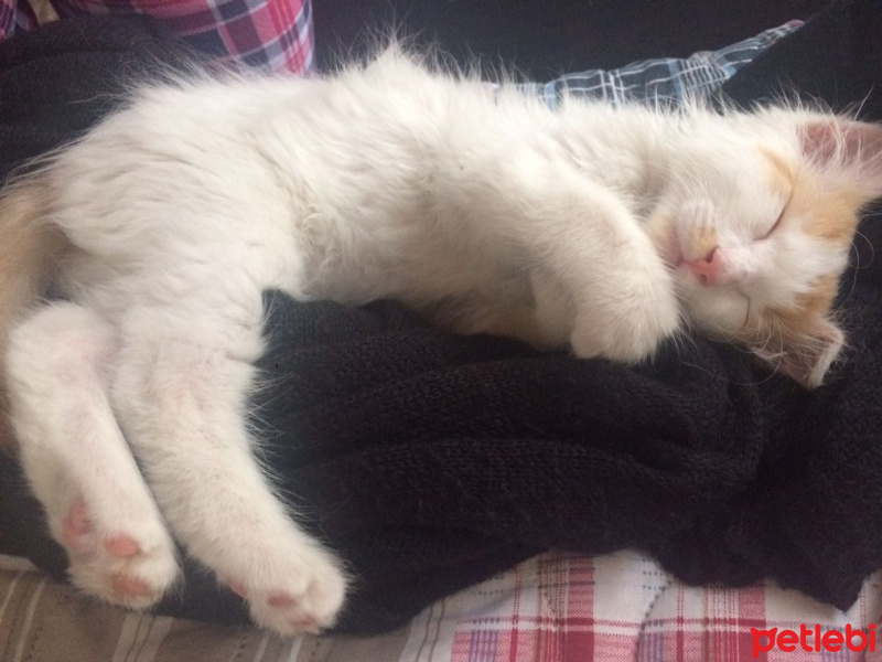 Tekir Kedi, Kedi  Boncuk fotoğrafı