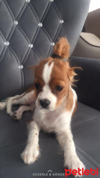 King Charles Spaniel, Köpek  Tarçın fotoğrafı