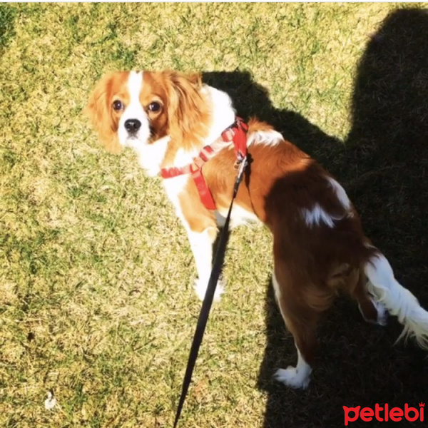 King Charles Spaniel, Köpek  Tarçın fotoğrafı