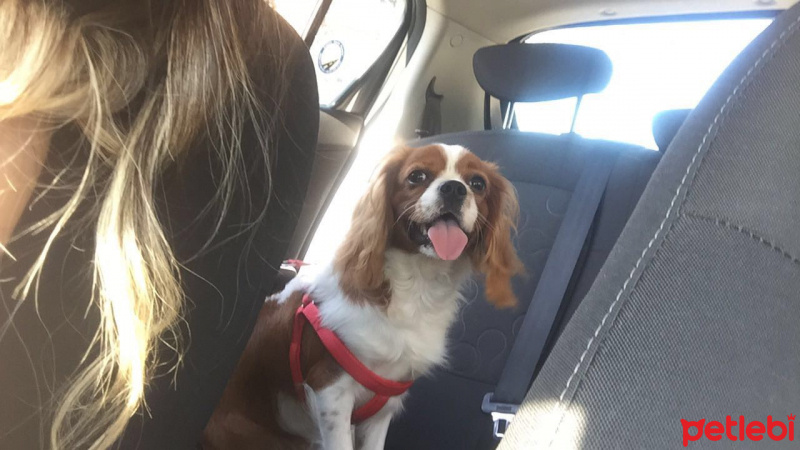 King Charles Spaniel, Köpek  Tarçın fotoğrafı