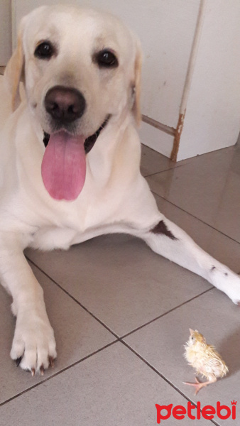 Labrador Retriever, Köpek  PAŞA fotoğrafı