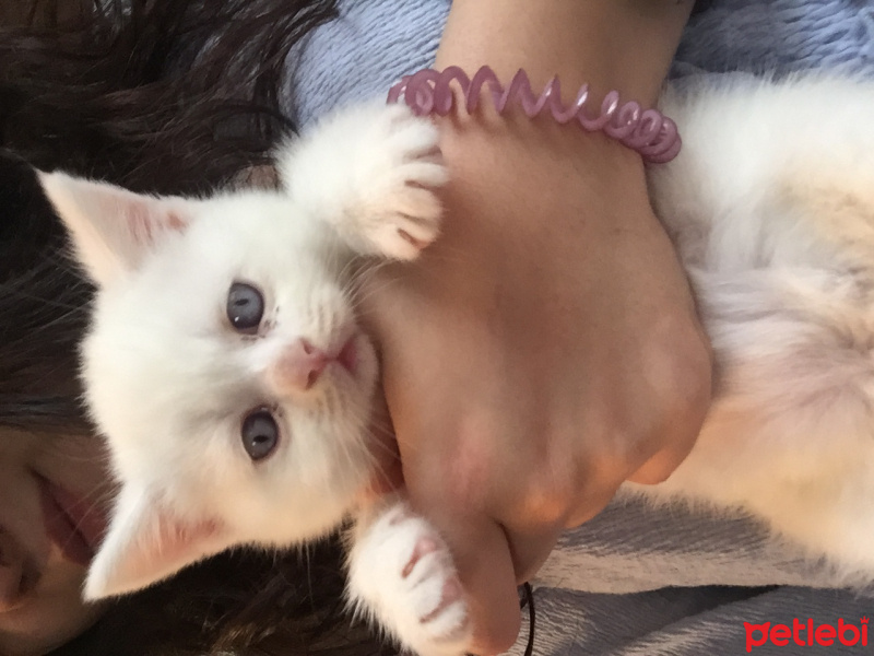 British Shorthair, Kedi  Pitir fotoğrafı