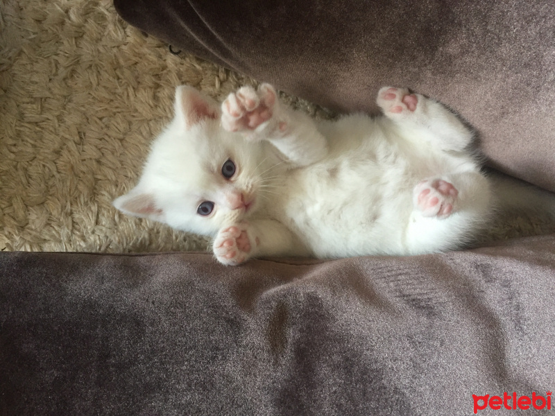 British Shorthair, Kedi  Pitir fotoğrafı