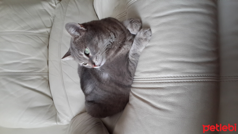 European Shorthair, Kedi  Leydi DUMAN fotoğrafı
