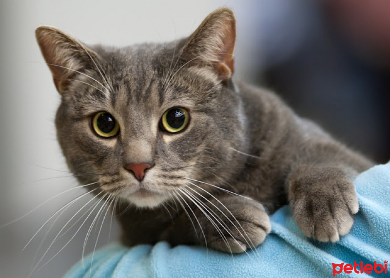 European Shorthair, Kedi  Leydi DUMAN fotoğrafı