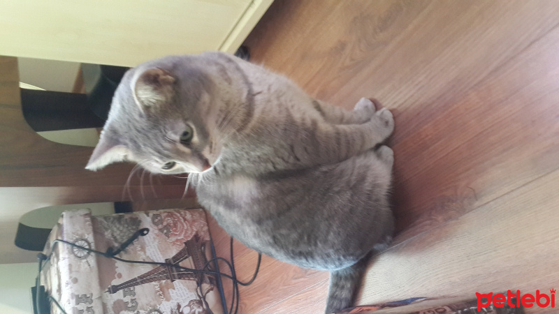 European Shorthair, Kedi  Leydi DUMAN fotoğrafı