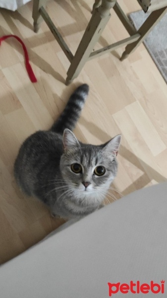 Scottish Fold, Kedi  Hera fotoğrafı