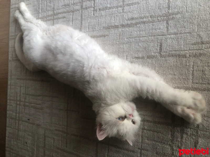 İran Kedisi (Persian), Kedi  Köpük fotoğrafı