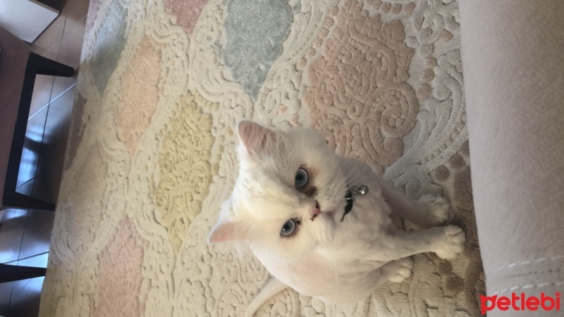 İran Kedisi (Persian), Kedi  Köpük fotoğrafı