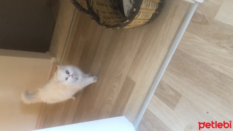İran Kedisi (Persian), Kedi  Köpük fotoğrafı