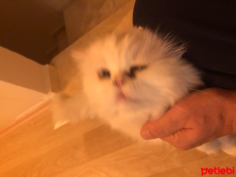 İran Kedisi (Persian), Kedi  Köpük fotoğrafı