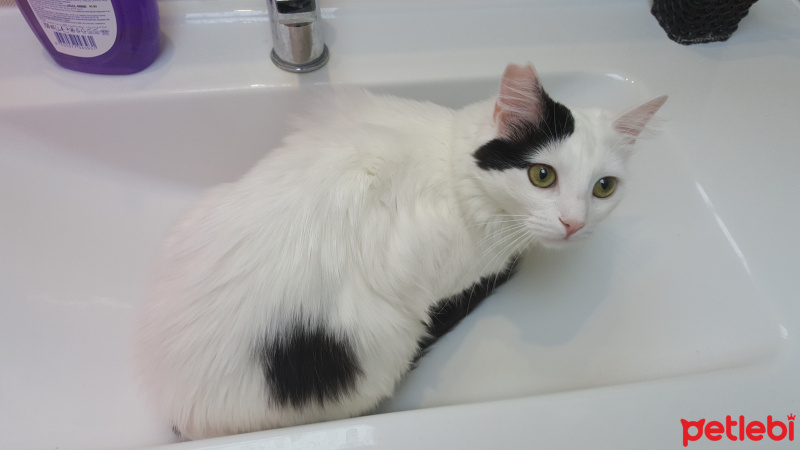 Soke, Kedi  Kirloş fotoğrafı
