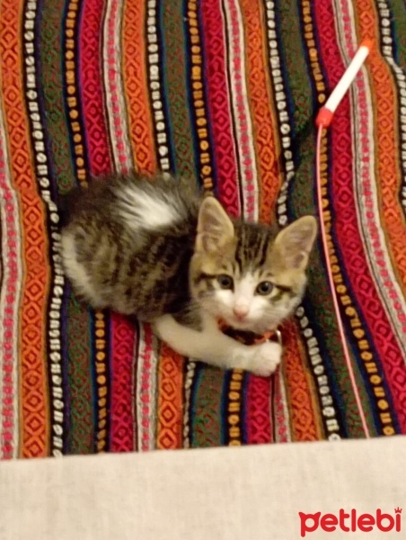 Tekir Kedi, Kedi  yok fotoğrafı
