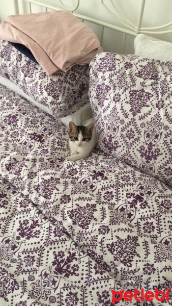 Tekir Kedi, Kedi  Ceviz fotoğrafı