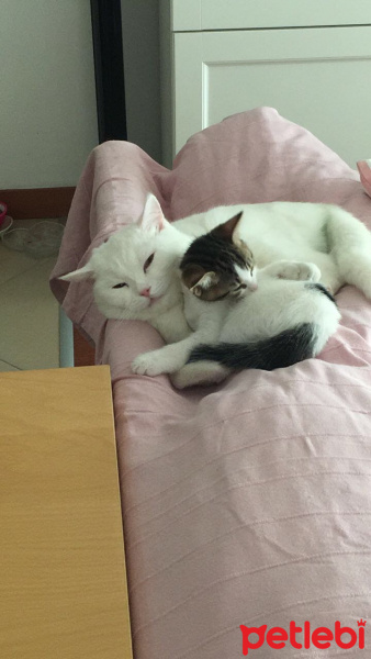 Tekir Kedi, Kedi  Ceviz fotoğrafı