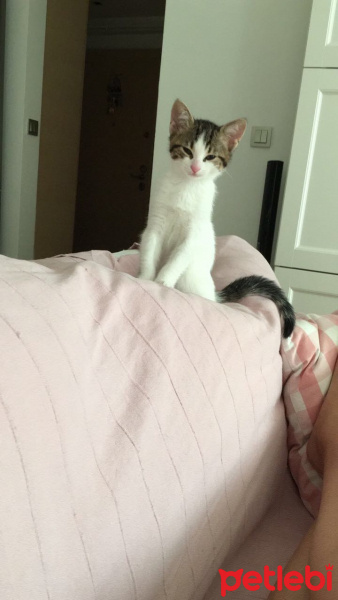 Tekir Kedi, Kedi  Ceviz fotoğrafı