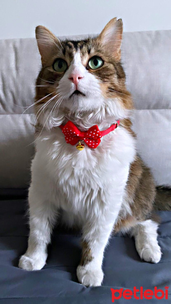 Tekir Kedi, Kedi  Prens fotoğrafı