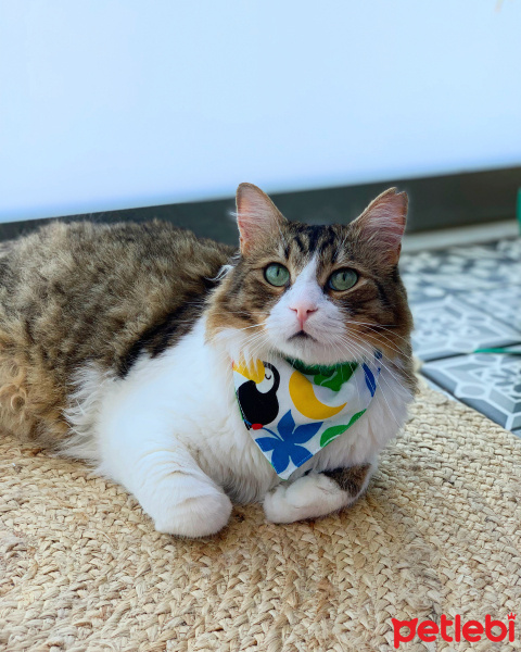 Tekir Kedi, Kedi  Prens fotoğrafı
