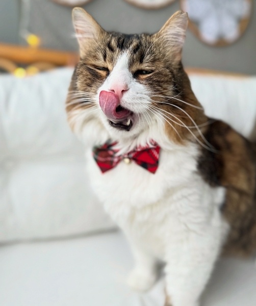 Tekir Kedi, Kedi  Prens fotoğrafı