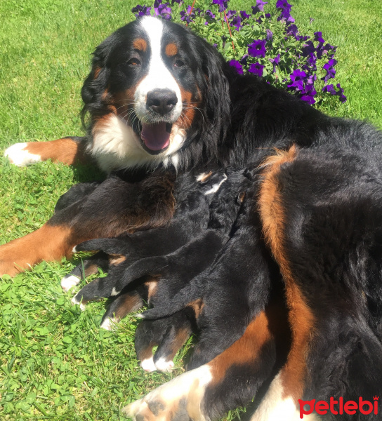 Bernese Dağ Köpeği, Köpek  Bernese fotoğrafı