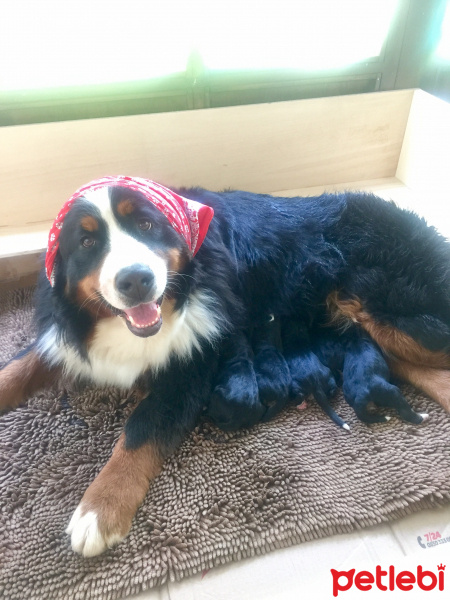 Bernese Dağ Köpeği, Köpek  Bernese fotoğrafı