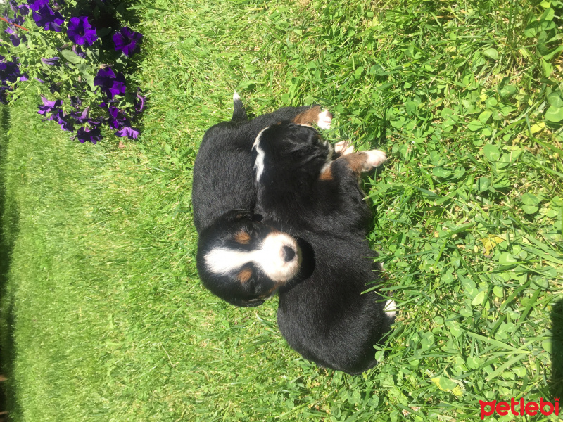 Bernese Dağ Köpeği, Köpek  Bernese fotoğrafı