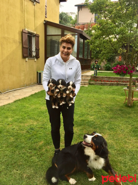 Bernese Dağ Köpeği, Köpek  Bernese fotoğrafı