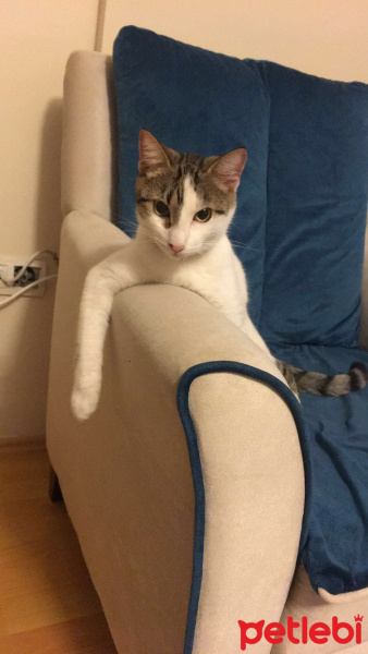 Soke, Kedi  Çakıl fotoğrafı