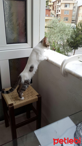 Soke, Kedi  Çakıl fotoğrafı