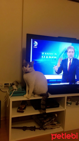 Soke, Kedi  Çakıl fotoğrafı