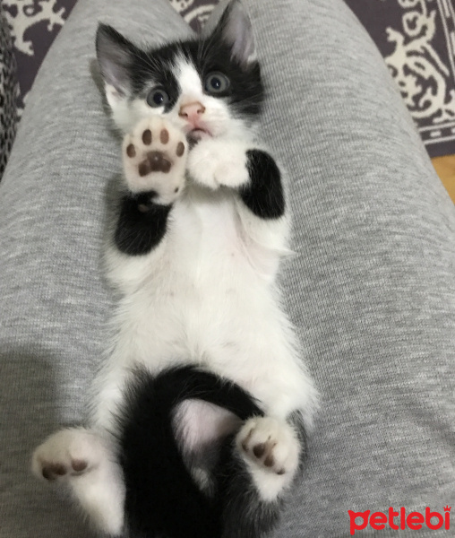 Soke, Kedi  Çakıl fotoğrafı
