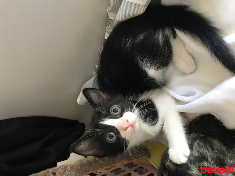 Soke, Kedi  Çakıl fotoğrafı