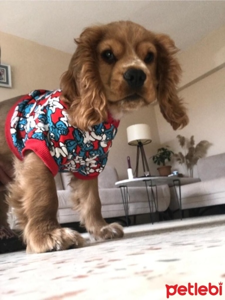 Amerikan Cocker Spaniel, Köpek  Köpük fotoğrafı