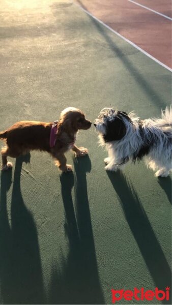 Amerikan Cocker Spaniel, Köpek  Köpük fotoğrafı