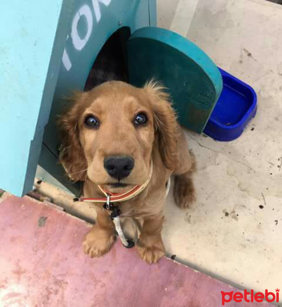 Amerikan Cocker Spaniel, Köpek  Toni fotoğrafı
