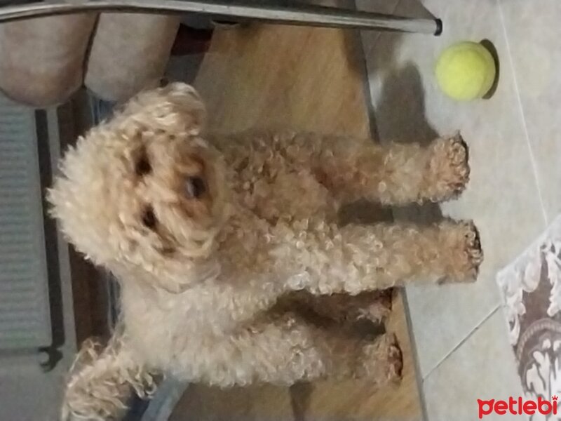 Poodle (Minyatür Kaniş), Köpek  Honey fotoğrafı