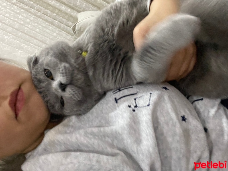 Scottish Fold, Kedi  Duman fotoğrafı
