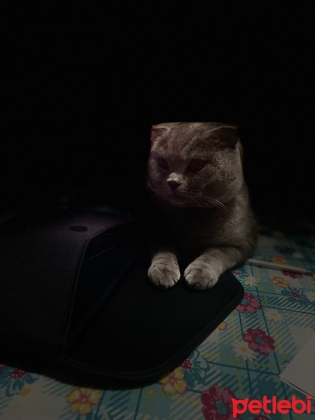 Scottish Fold, Kedi  Duman fotoğrafı