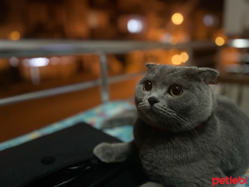 Scottish Fold, Kedi  Duman fotoğrafı
