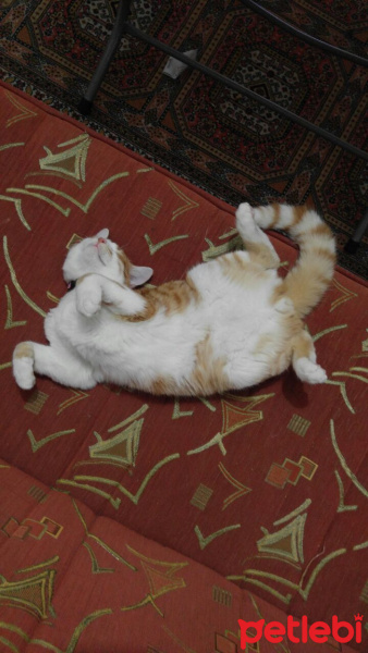 Tekir Kedi, Kedi  Gece fotoğrafı
