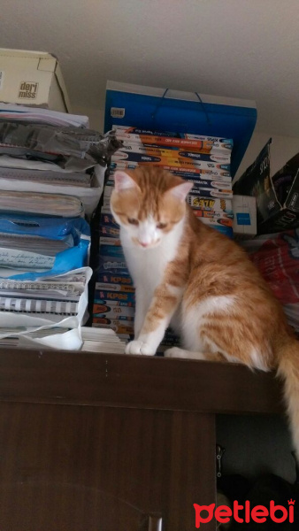 Tekir Kedi, Kedi  Gece fotoğrafı