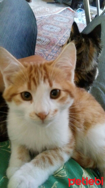 Tekir Kedi, Kedi  Gece fotoğrafı