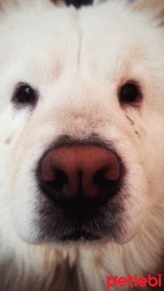 Chow Chow (çin Aslanı), Köpek  Shakira fotoğrafı
