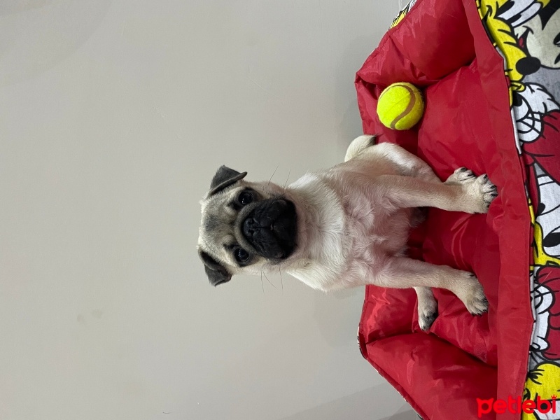 Pug, Köpek  ARES fotoğrafı