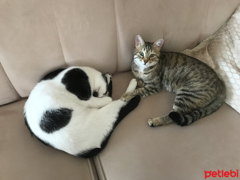 Tekir Kedi, Kedi  Piyu fotoğrafı